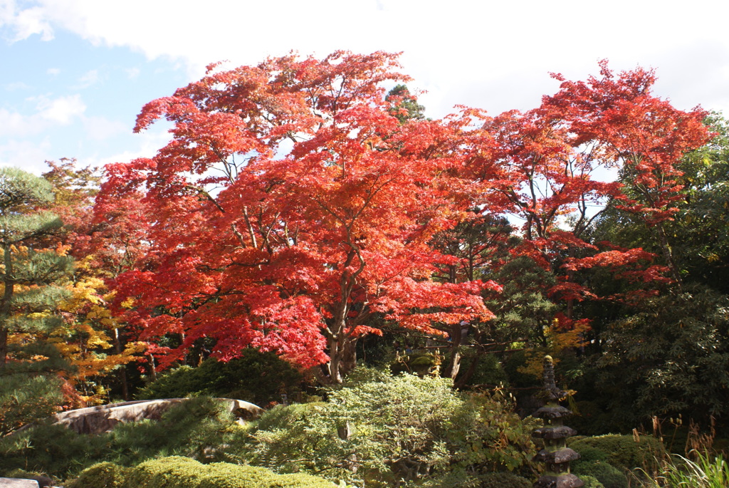 紅葉２