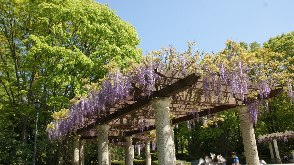 藤の花