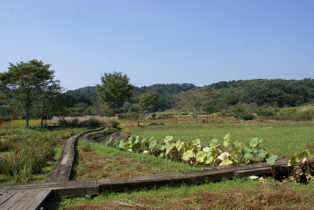 花の江の郷