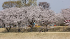 東雲公園の桜３