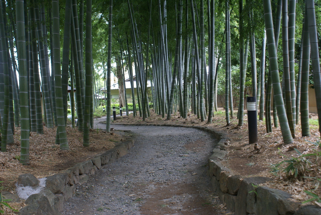 竹林