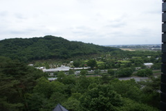 あしかがフラワーパーク遠景