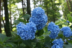 紫陽花のアップ