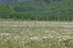 一面のワタスゲ