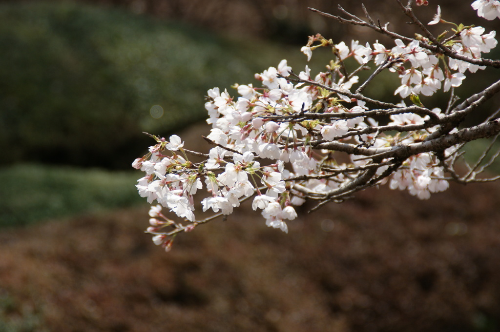 八幡山の桜２