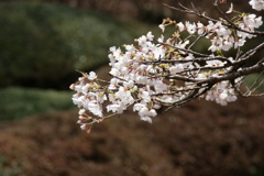 八幡山の桜２