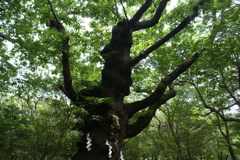 温泉神社ご神木「生きる」