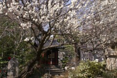 弁天堂と梅