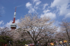 八幡山の桜