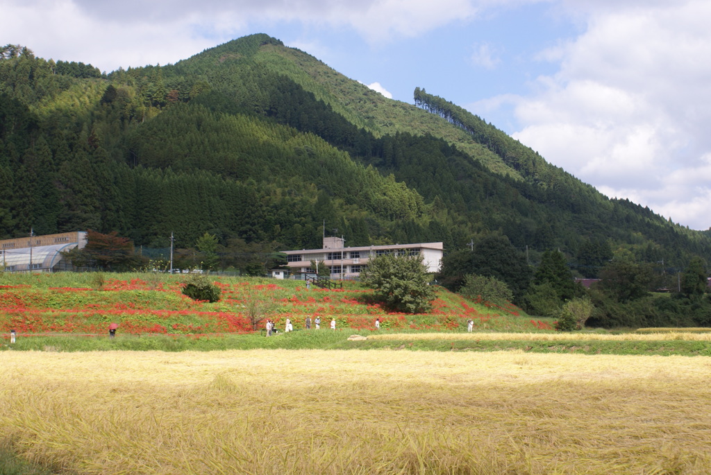 蓑沢地区