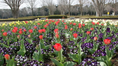 チューリップ２