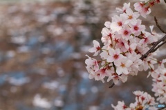 明日もありと思う心の仇桜