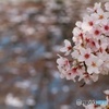 明日もありと思う心の仇桜