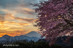 夕暮れに咲き誇る