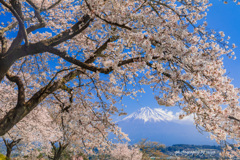 桜花の中へ
