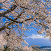 桜花の中へ