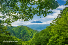 緑の中に