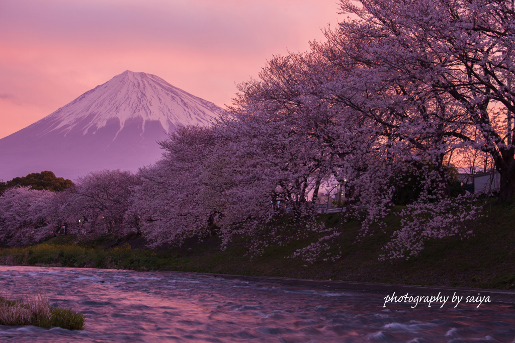 桜花浪漫