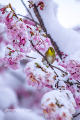 雪桜とサクジロー その４