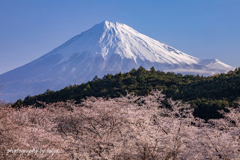 桜日和