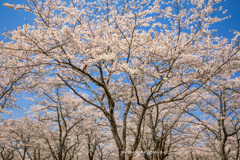 大石寺の桜 2019
