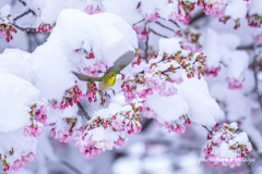 雪桜とサクジロー その３