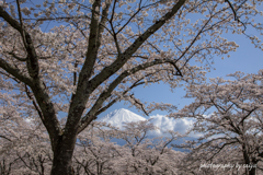 桜花に囲まれて