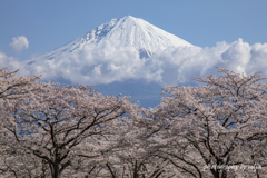 大石寺の春