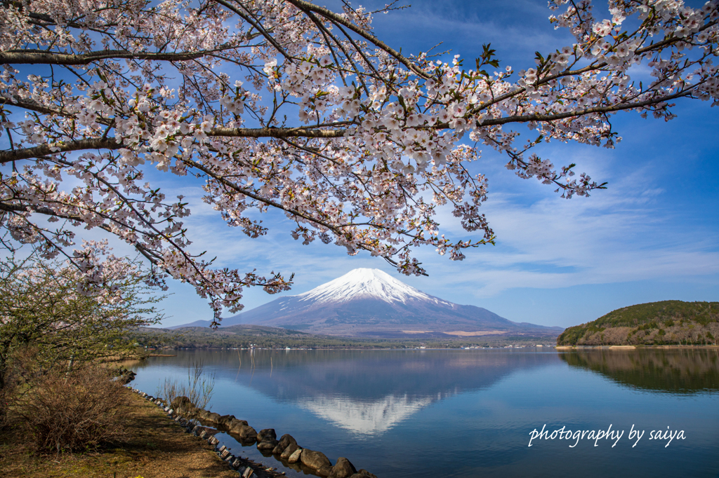 湖畔の春散歩