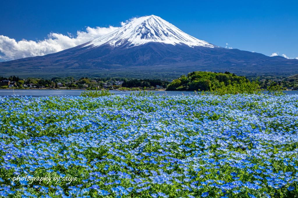 蒼の園