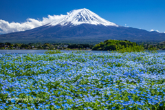 蒼の園