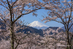 里山の春景4