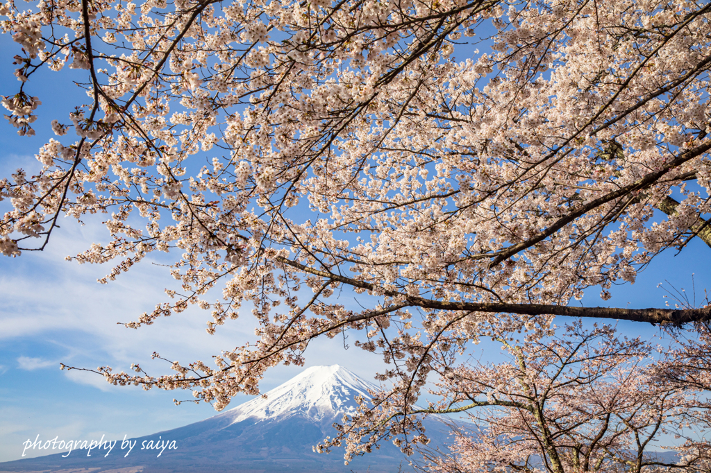 新倉山の春