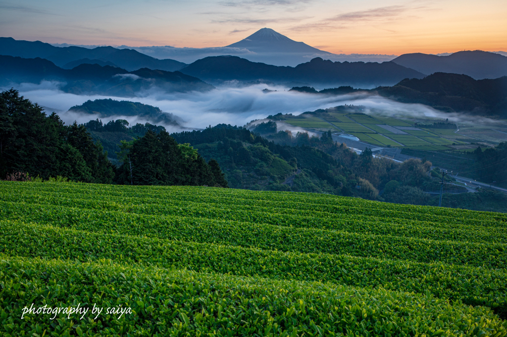 夜明けの茶園