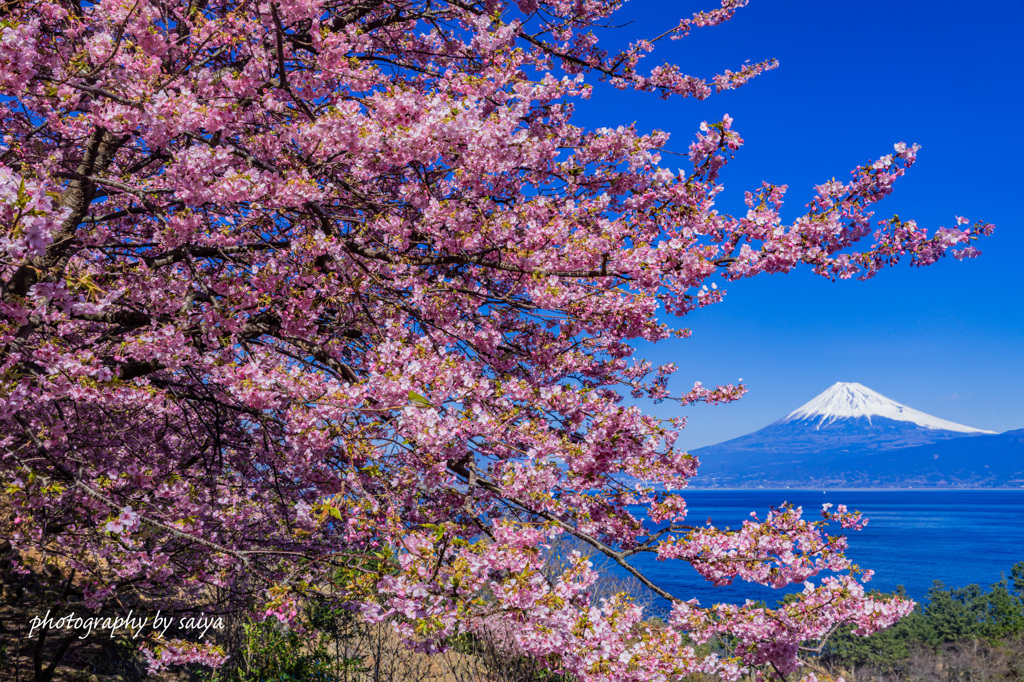 桜花に囲まれて