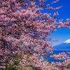 桜花に囲まれて