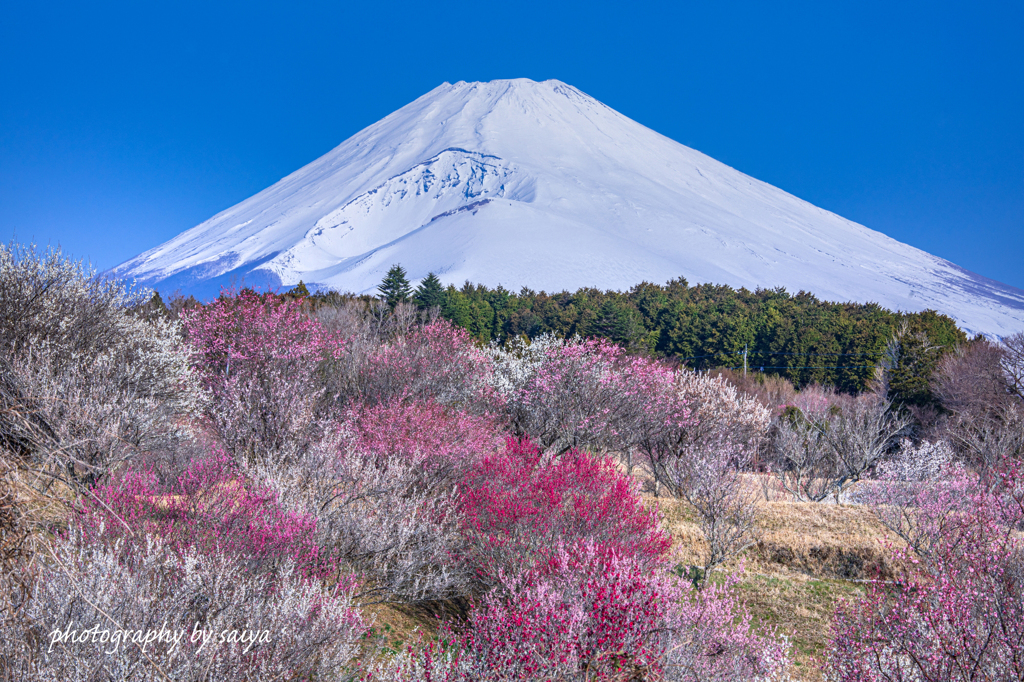 里山の彩