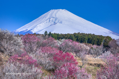 里山の彩
