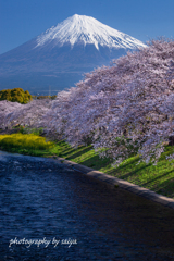 春の潤井川