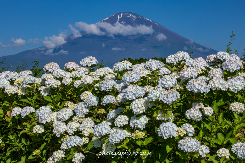 紫陽花の壁
