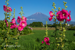 花咲く田園