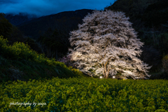 蓑毛の淡墨桜ライトアップ