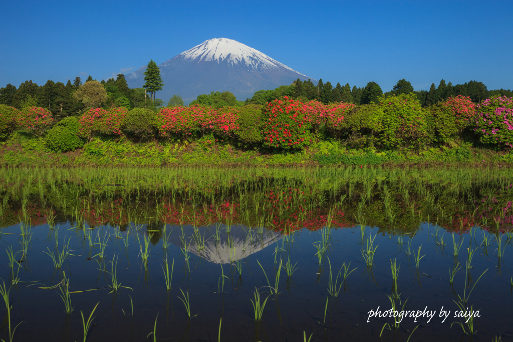 いつかの景色