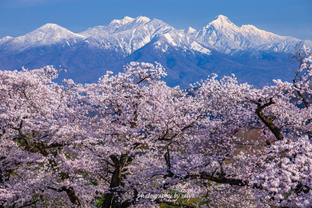 桜花待ちわびて