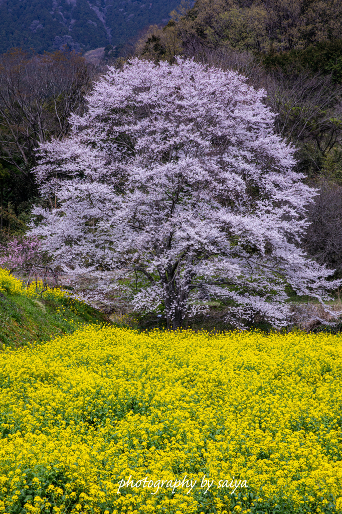 蓑毛の淡墨桜