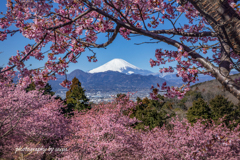 早春の先に