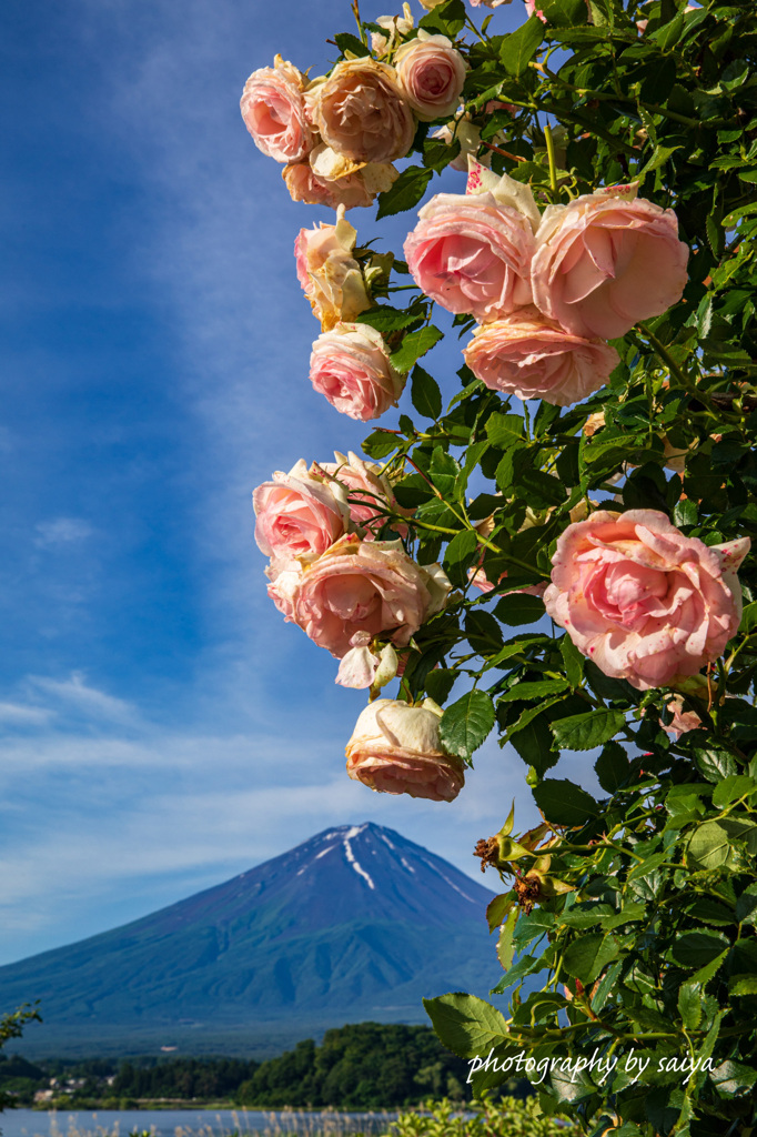 華々しく