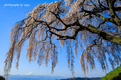 桜浪漫