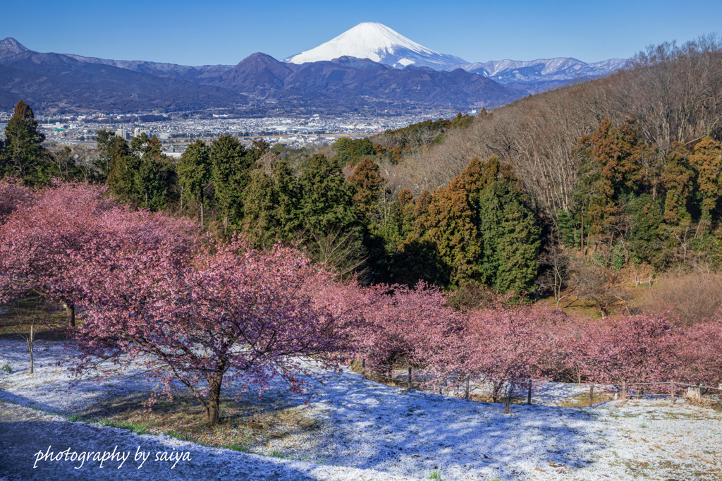 淡雪