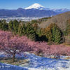 淡雪